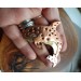 Copper killer whale brooch
