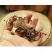 Copper oak leaves hair clip 
