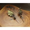 Dragon wing brass earrings with tiger eye