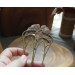 Copper brass ginkgo haircomb 