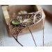 Amber haircomb 